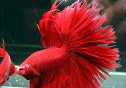 半月斗魚(yú)可以和什么魚(yú)一起養(yǎng)