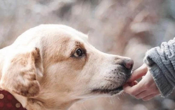 狗狗吐舌頭喘氣是犬瘟