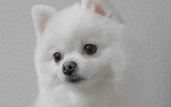 狗打完疫苗多久可以出門?