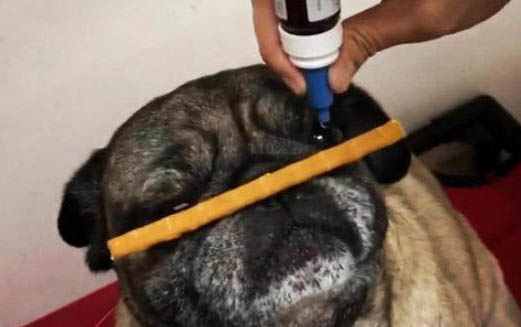 狗狗突然不吃飯一點精神也沒有是什么原因