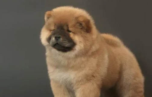 松獅為什么愛咬人