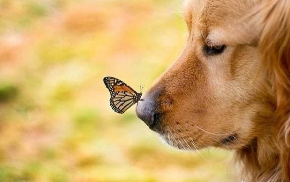 金毛幼犬冬天怕冷嗎