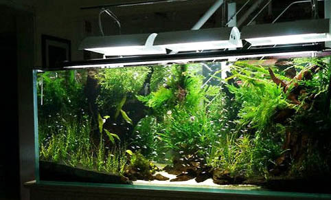 一個魚缸放幾條清道夫
