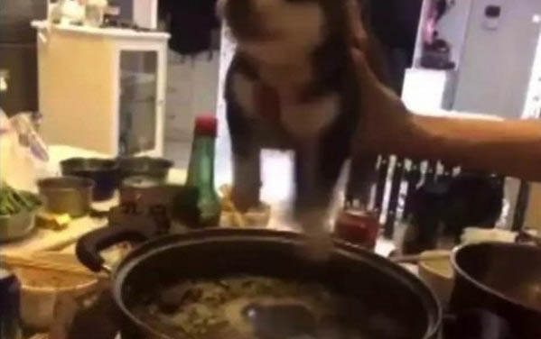 小狗不喝羊奶粉怎么辦