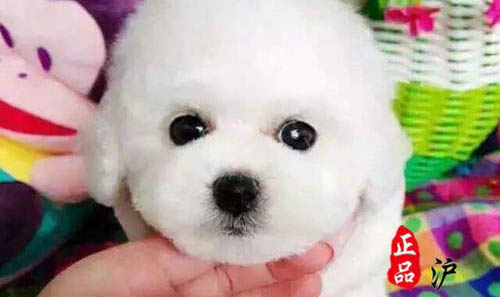 狗狗導尿毛要修剪嗎
