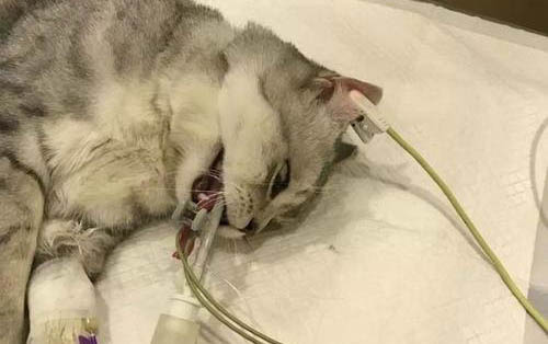貓咪一直叫還蹭我