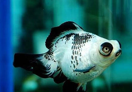 熊貓神仙魚能長多大