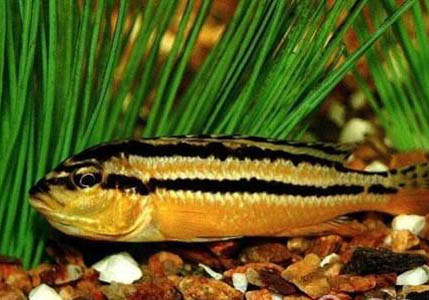 鳳凰魚多大能產小魚?