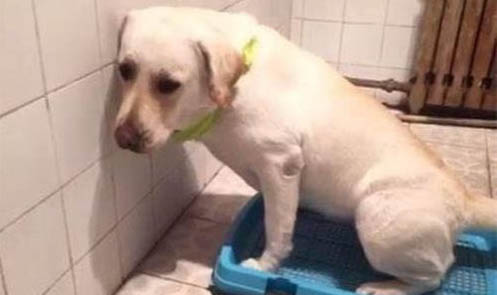 幼犬狗狗多久不拉屎正常