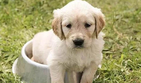 四個月幼犬呼吸急促