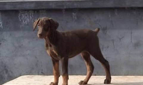 德國(guó)杜賓犬不能吃什么食物