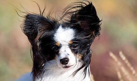 為什么蝴蝶犬串串很多