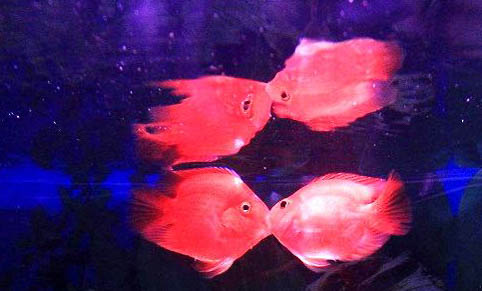 接吻魚可以和鸚鵡魚一起混養嗎