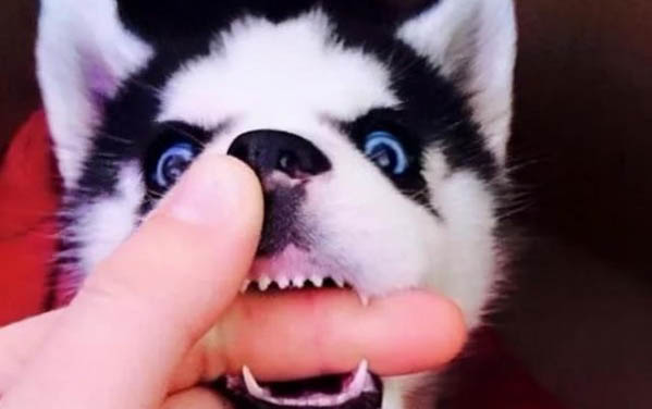 狗感冒不流鼻涕發(fā)燒