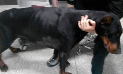 拳師犬和杜賓哪個好