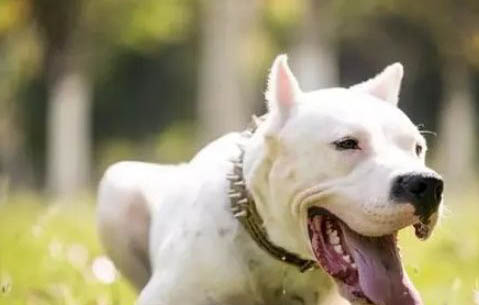 阿根廷杜高犬的優缺點有哪些