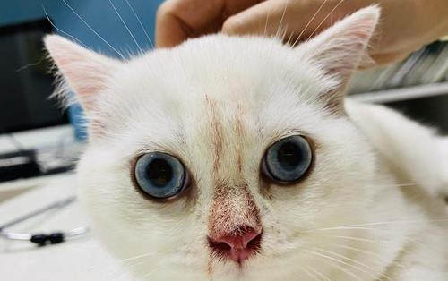 三個月小貓可以吃貓草嗎