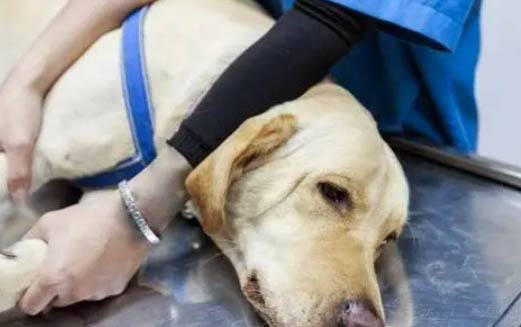 狗狗打疫苗一個星期后有點感冒怎么辦