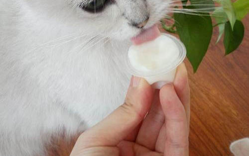 小貓骨折了能自愈不？