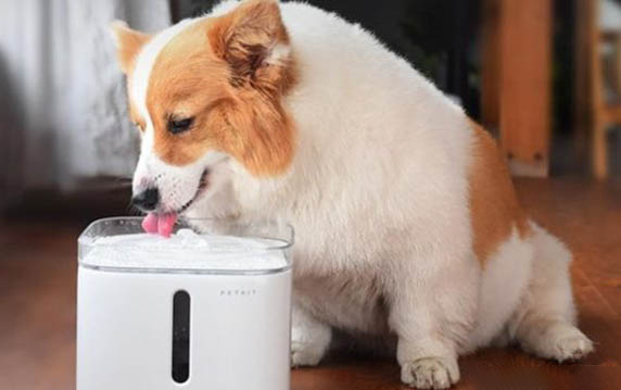犬瘟狗狗要多久才能洗澡