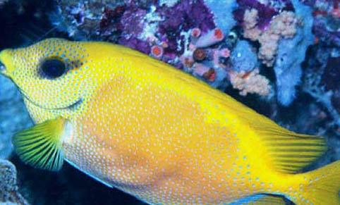 瀘州長江可以釣魚嗎
