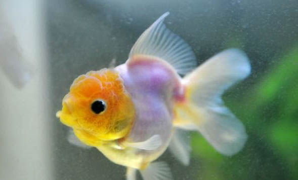 金魚(yú)喂什么食物最好