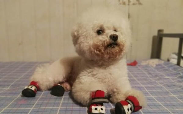 小狗嘔吐拉稀沒精神嘔吐怎么回事