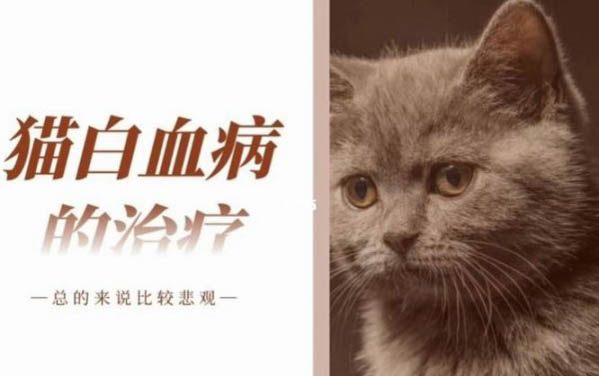 小貓做絕育大概要多久恢復