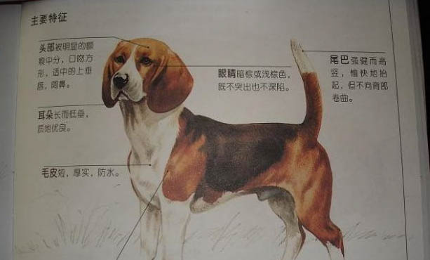 比格犬好養嗎？不兇聽話高智商很好養