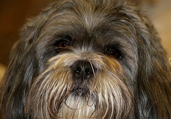 拉薩犬冠狀病毒愈后注意事項