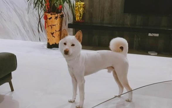 巴哥犬眼睛紅血絲的原因及處理方法