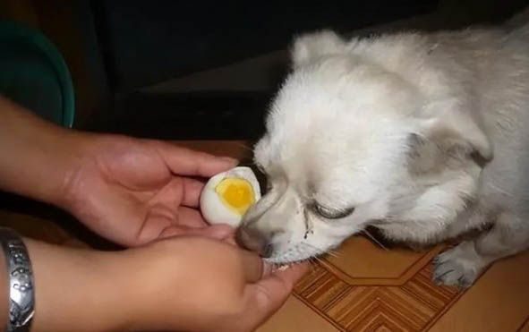 泰迪發抖是什么原因?
