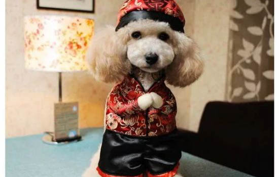 狗狗生病躲起來會死嗎？