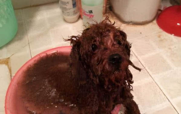 巨型泰迪犬多少錢一只