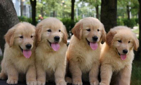 金毛犬好養嗎?優缺點有哪些