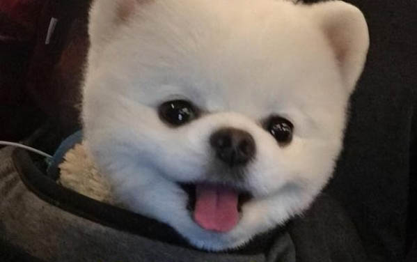 純種博美犬的特征