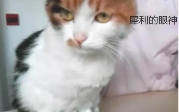 貓可以吃菠菜葉嗎？