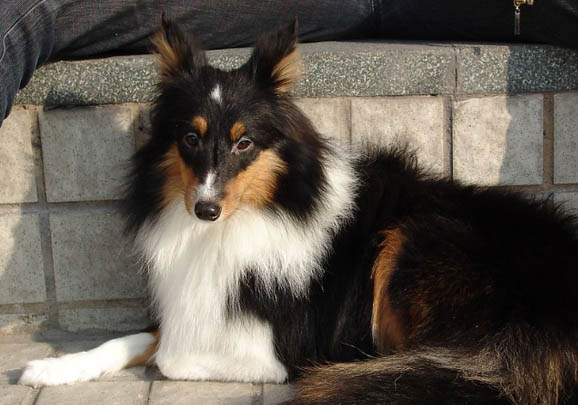 德國牧羊犬的原產地在哪里