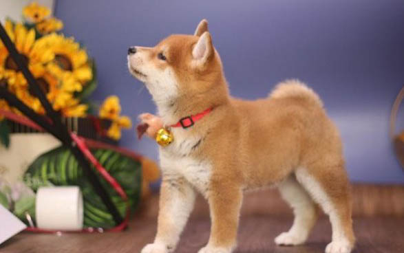 聰明的雌柴犬都吃什么