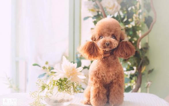 泡軟的狗糧如何粉碎視頻