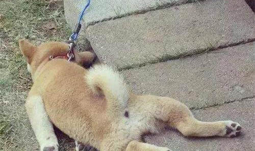 狗狗剃毛后注意事項