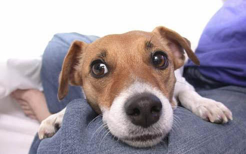 阿拉斯加犬性格特點