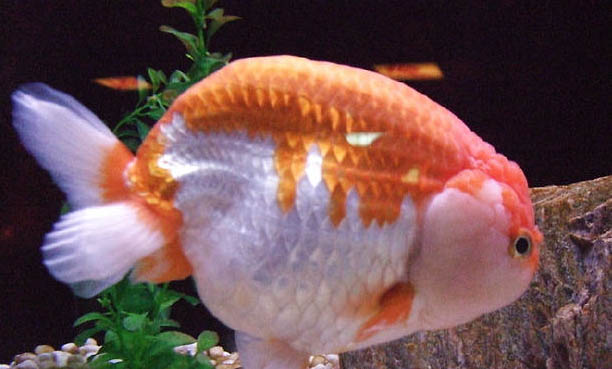 養魚怎么能讓水保持清澈
