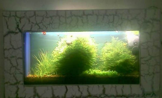 夏天魚缸水容易混怎么辦