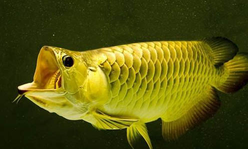 如何正確飼養(yǎng)保持羅漢魚體色
