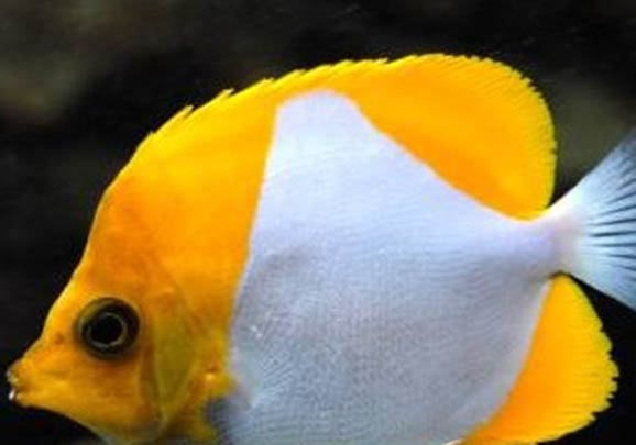 釣魚需要調漂嗎？