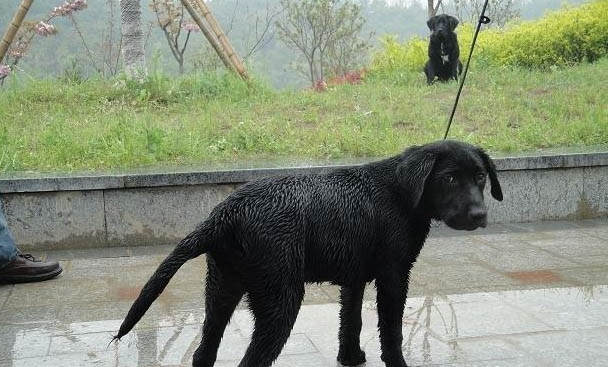 狗狗吐黃水帶泡沫吃什么藥
