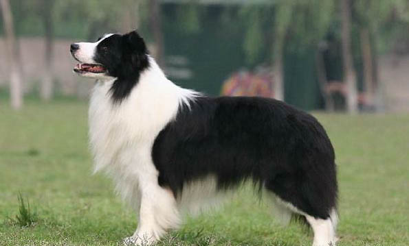 安娜圖牧羊犬的壽命一般是多久