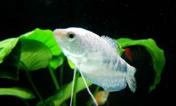觀賞魚可以放生嗎