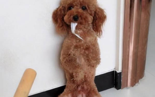 泰迪狗指甲炎癥可以擦拭酒精
